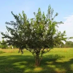 The Thrive Leaf Sales 7 XL Giant King Mulberry 2 Year Old Seedlings