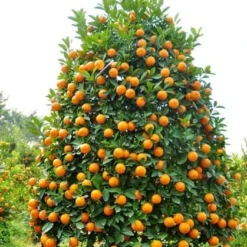 Calamondin 5-6ft Tall