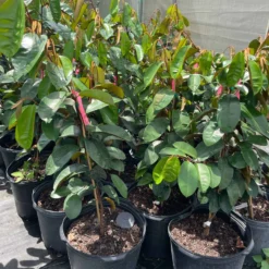 The Thrive Leaf Sales -The Thrive Leaf Sales 1693890389 2