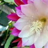 Clown Epiphyllum Plant, Orchid Cactus