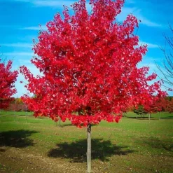 Acer Brandywine Red Maple Tree Seedling