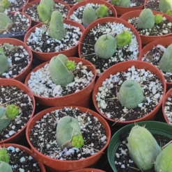 Penis Cactus | Trichocereus Bridgesii Monstrose| Rare Cactus