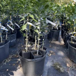 The Thrive Leaf Sales -The Thrive Leaf Sales 2899A1A7 4C67 47DC B125 F2A1EBCB4C12 rotated 1