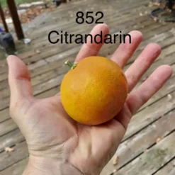 852 Citrandarin- Cold Hardy To 5F!