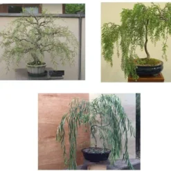 Willow Bonsai Kit - Soil And Pot Included - You Pick The Type -The Thrive Leaf Sales 81luHNcN8L. AC SL1306 2