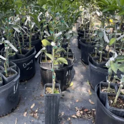 Murcott Tangerine Grafted Tree 3 Feet Tall. Free Shipping