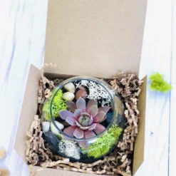 Mini Succulent Terrarium Kit -The Thrive Leaf Sales Basic Terrarium
