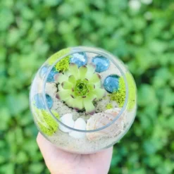 Mini Succulent Terrarium Kit -The Thrive Leaf Sales Beach Terrarium