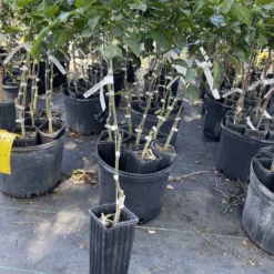 The Thrive Leaf Sales 11 White Grapefruit Citrus Tree 3 Feet Tall. Free Shipping