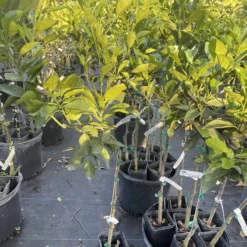Valencia Orange Grafted Citrus Tree. 3 Feet Tall