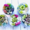 Mini Succulent Terrarium Kit