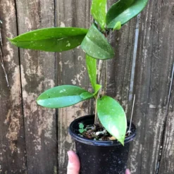 The Thrive Leaf Sales -The Thrive Leaf Sales IMG 5646