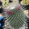 Cactiandexotica | Mammillaria Spinosissima Un Pico