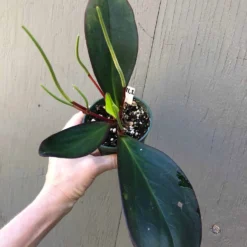 The Thrive Leaf Sales 24 Peperomia Clusiifolia Red Edge In 3" Pot