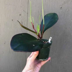 The Thrive Leaf Sales -The Thrive Leaf Sales IMG 7249 rotated 1