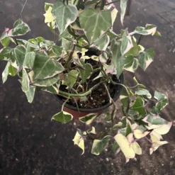 The Thrive Leaf Sales 22 English Ivy | Gold Child | Hedera Helix | 6" Pot
