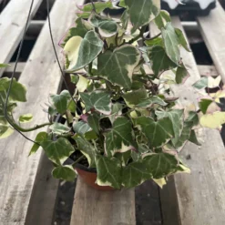 The Thrive Leaf Sales -The Thrive Leaf Sales IMG 8511 rotated 1