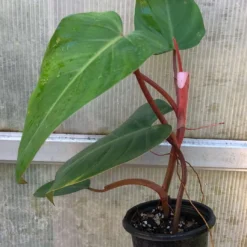 The Thrive Leaf Sales -The Thrive Leaf Sales IMG 8801