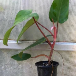 Philodendron Erubescens Red Emerald Plant In 4" Pot -The Thrive Leaf Sales IMG 8802