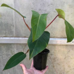 Philodendron Erubescens Red Emerald Plant In 4" Pot -The Thrive Leaf Sales IMG 8803