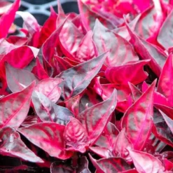 Bloodleaf Iresine P Browne Herbstii Ships Free