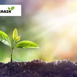 The Thrive Leaf Sales -The Thrive Leaf Sales P1010060 12