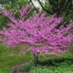 Eastern Redbud Tree Seedlings For Planting