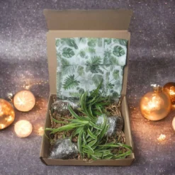 The Thrive Leaf Sales 27 LIVE Cuttings Box - Pothos - Hoya - Philodendron - Spider - Cutting Mystery Box - FREE SHIPPING