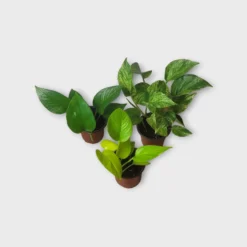 PLANT BUNDLE - Starter Pothos Houseplant Pack - LIVE 4" Potted Plant Bundle - FREE SHIPPING
