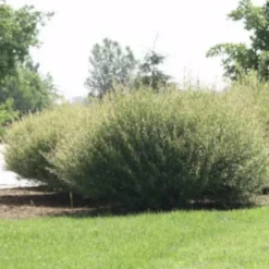 Salix Hybrid Willow Bush Cuttings - Fast Growing Privacy Shade Trees - Easy Starts 8-12"