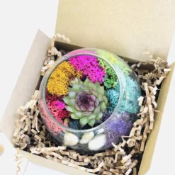 Mini Succulent Terrarium Kit -The Thrive Leaf Sales Rainbow