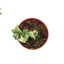 Hindu Rope Hoya Variegated - 4" From California Tropicals