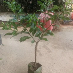 The Thrive Leaf Sales -The Thrive Leaf Sales Yangmei tree 1