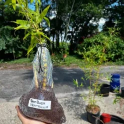 Bambusa Ventricosa 1gal Live Plant