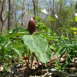 5 Red Toad Trillium Bareroot