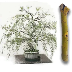 Green Dwarf Australian Bonsai Willow Tree - Cutting Kit - Live Bonsai Tree