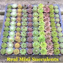 Mini Succulent Terrarium Kit -The Thrive Leaf Sales etsysucculents 1