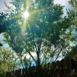 Hybrid Willow Austree Cuttings - Fast Growing Privacy Shade Trees - Easy Starts 8-12"