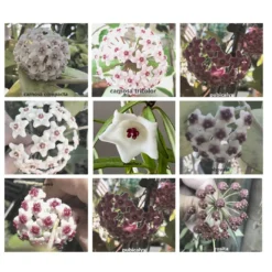 Hoya House Plant Various Species