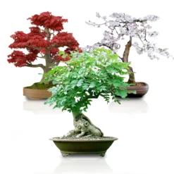 The Thrive Leaf Sales 57 Bonsai Seed Bundle #3 - Japanese Red Maple, Black Cherry, Tree Of Life Seeds Bundle