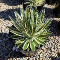 Mature Succulent Plant Agave Queen Of White Thread-Leaf. Schidigera 'Shira Ito No Ohi'.