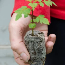 Blue Jacaranda Trees - Jacaranda Mimosifolia - 3 Starter Plugs