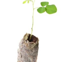 Black Locust Tree - Robinia Pseudoacacia - 3 Starter Plugs