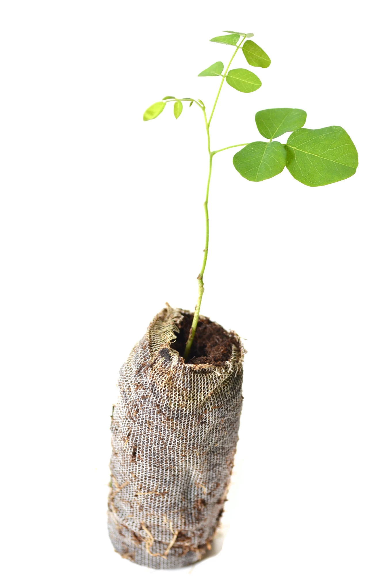 Black Locust Tree - Robinia Pseudoacacia - 3 Starter Plugs 1 Black Locust Tree - Robinia Pseudoacacia - 3 Starter Plugs