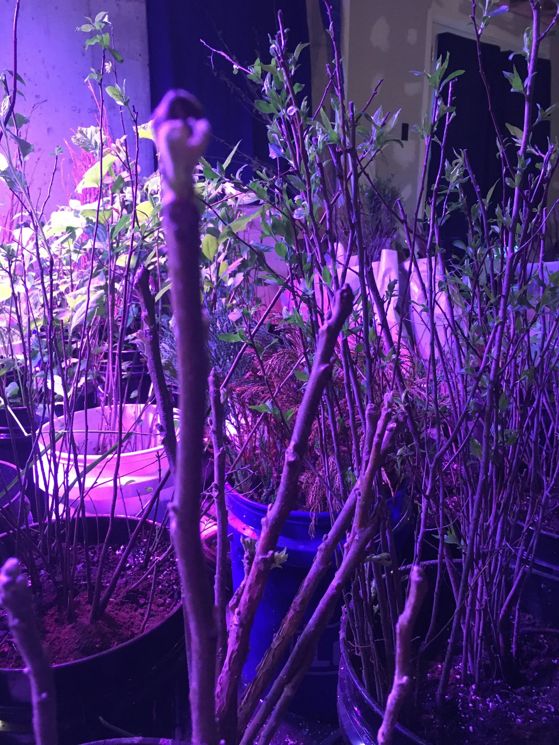 Black Walnut Tree Seedling XL 2 Black Walnut Tree Seedling XL - Image 2