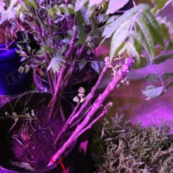 Black Walnut Tree Seedling XL 9 Black Walnut Tree Seedling XL -The Thrive Leaf Sales il fullxfull.2328445019 n97i scaled