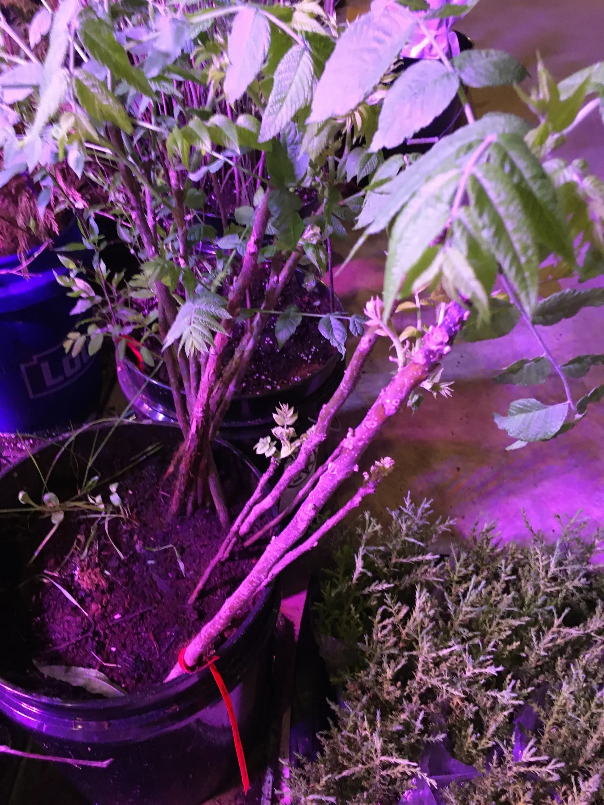 Black Walnut Tree Seedling XL 4 Black Walnut Tree Seedling XL - Image 4