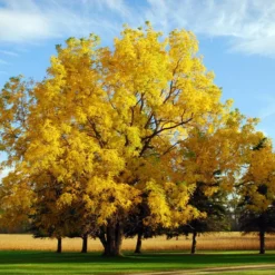 Black Walnut Tree Seedling XL 10 Black Walnut Tree Seedling XL -The Thrive Leaf Sales il fullxfull.2328455155 a4v8