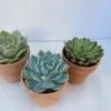Group Of Three Small Succulents In Terra Cotta Pots | A Great Gift!!