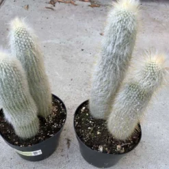 Cactus Plant. Mature Silver Torch Cactus. A Spiny, Cylindrical Cactus.